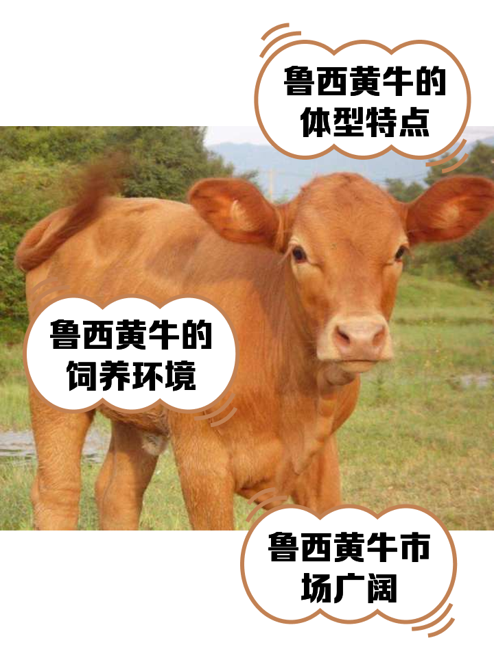 长岭最新医保取现黄牛方法分析(最方便真实的长岭医保取现黄牛怎么取方法)
